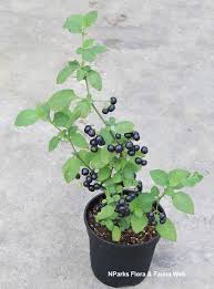 Image result for Solanum scabrum