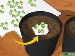 Remove the kiwi plant from its container and plant it in the center of the container. How To Grow Kiwifruit 13 Steps With Pictures Wikihow