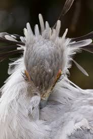 Beautiful flying beautiful secretary bird. Meet Secretary Bird The Most Beautiful Bird On Earth Small Joys