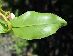 Image result for Aphloiaceae