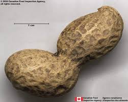 Image result for Arachis hypogaea