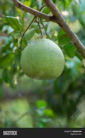 Maybe you would like to learn more about one of these? Ripening Fruits Pomelo Image Photo Free Trial Bigstock