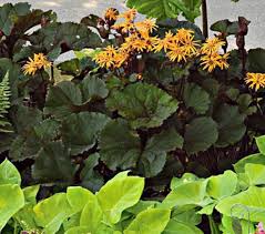 Brunnera macrophylla is a perennial plant with blue flowers that bloom in spring. Ligularia A Must Have In The Shade Horticulture