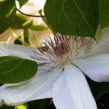 Clematis x jackmanii mid pink double flowers and a compact growth habit make this a lovely addition to a smaller garden. Clematis Henryii Nurseries Online Australia