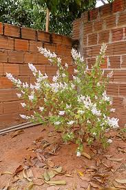 Image result for Tetradenia galpinii