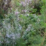 Image result for Podalyria calyptrata