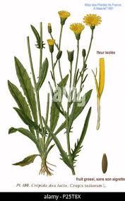 Image result for Crepis urundica