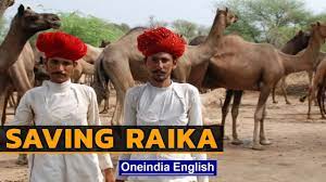 Raika traditions are Disappearing in Rajasthan | The Kumbhalgarh Camel  Story | Oneindia News - YouTube
