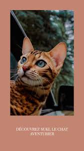 Decouvrez Suki Le Chat Aventurier Depuis Mon Hamac En 2020 Chat Animaux Hamsters