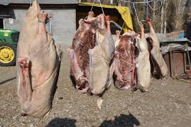 Bizim yörenin yaylaları randımanlı olduğu kaz eti̇nden manti 50 li̇ra bursa'da mantıcılık yapan sibel kaya da pahalı olmasına rağmen talep nedeniyle ürünlerinde kaz eti de kullandığını söyledi. Tanesi 200 Liradan Satiliyor Kar Yiyen Kazlar Kesilmeye Basladi Guncel Haberleri