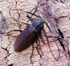 Image result for Macrotyloma africanum