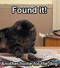 Funny Animal Pictures With Captions Funny Animal Pictures With Captions Animal Caption Pictures Funny Funny Animals Animal Captions Cute Funny Animals