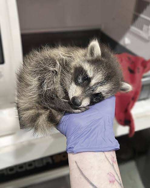 Jenny was driving when she noticed a baby raccoon fall from very high up in  a tree. She pulled over and rescued the stunned baby. He was breathing, but  not moving much