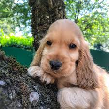 Cocker spaniels are a popular breed known for being an affectionate, attractive, and easy to train. Pin By Csilla Pentek On Allatok Spaniel Puppies Beautiful Dogs Cute Dogs