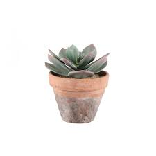 Image result for Mehikasvi