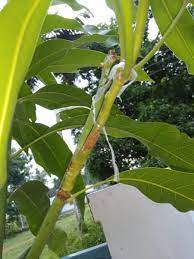 • harvesting from diseased branches • low lying or crowded. Mango Tree Grafting Training Pruning Techniques Agri Farming