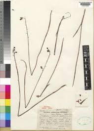 Image result for Eulophia clitellifera