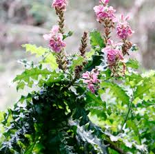 Image result for Acanthus polystachyus