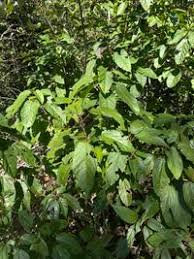 Image result for Alchornea laxiflora