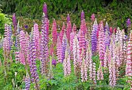 Maybe you would like to learn more about one of these? Lupine Lupine Lupine Delphinium Flowers Flowers Perennials Forest Plants