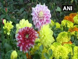 Surrounded by mountains, a small hill station kalimpong is around 67 km from siliguri. Flower Festival In Siliguri Attracts Participants Enthusiasts Zee5 News