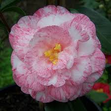 High Jinks Semi Blossom Garden Blossom Flower Pretty Flowers