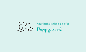 4 Weeks Pregnant Symptoms And Baby Development Pampers