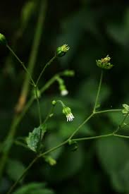 Image result for Adenostemma viscosum