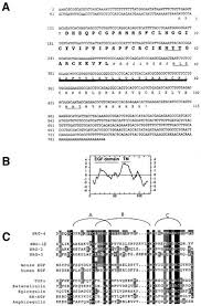 O lira sterlina in lei. Neuregulin 4 A Novel Growth Factor That Acts Through The Erbb 4 Receptor Tyrosine Kinase Oncogene