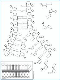 Dna Replication Coloring Worksheet Dna Replication Coloring Worksheet Key Awesome Dna Coloring In 2020 Color Worksheets Dna Replication Scientific Method Experiments