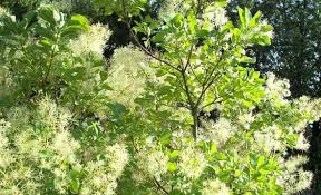 Absolut Winterharte Kubelpflanzen Erprobte Auswahl Pflegeleicht Kubelpflanzen Winterhart Kubelpflanzen Terrassenpflanzen