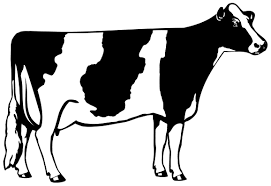 Black And White Cow Pictures To Print Holstein 101 Cow Coloring Pages Holstein Cows Cow Photography