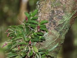 Image result for Bulbophyllum sandersonii