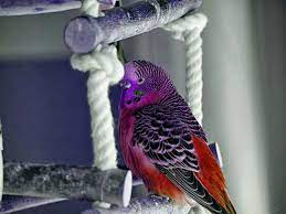 farbreihen wie entstehen die farben beim wellensittich wellensittich sittich hubsche vogel