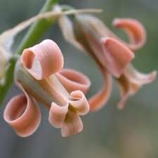 Image result for Dipcadi viride