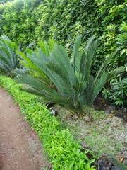 Image result for Conostomium zoutpansbergense