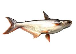 Ikanpatinmasakasamrebus #resepiikanpatinmasakasamrebus #ikanpatinmasakasam ~ ikan patin ikan patin adalah jenis ikan air tawar yang banyak digemari sebagai ikan hias peliharaan dan juga. Ikan Patin Per Piece Gogopasar