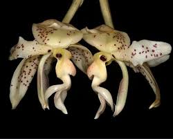 Image result for Cogniauxia