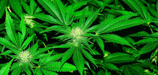 7 Budding Reasons To Buy Weeds Online: An Ultimate Guide