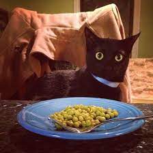 What human food can cats eat, and what not to feed cats. All We Are Saying Is Give Peas A Chance Cats Funny Cute Cats Animals
