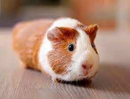Our pets stores have everything you need for you dog, cat, fish, bird, small animal and reptile. Pet Store In Tewksbury Ma Pets Plus