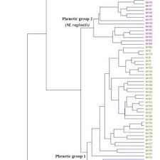 Image result for Monochoria africana