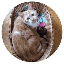 Wags & whiskers animal rescue of minnesota is a 501(c)(3) nonprofit organization that relies on adoption fees to sustain our organization and to ensure that adoptable animals receive proper veterinary and daily care prior to being adopted. Adoption Fees Whiskers Tnr Of Warren County