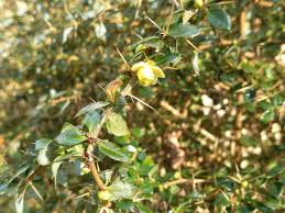 Image result for Berberis verruculosa