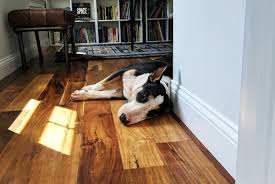 How to get skunk smell out of your dog. How To Get Rid Of Skunk Smell Bloom In The Black