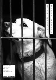 ニュース一覧 協同宣伝 Kyodo Senden Inc 動物愛護 動物 コピーライター