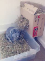 String up and fill with hay! Hay Rack Litter Box Ideas
