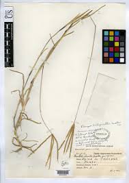 Image result for Chrysochloa