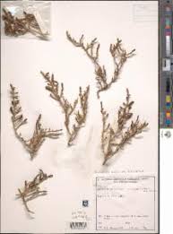 Image result for Halosarcia indica