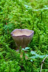 Image result for Gonatopus clavatus